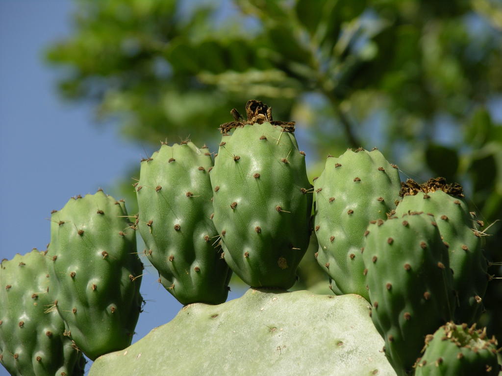 Finca Son Josep De Baix Calas de Mallorca Luaran gambar
